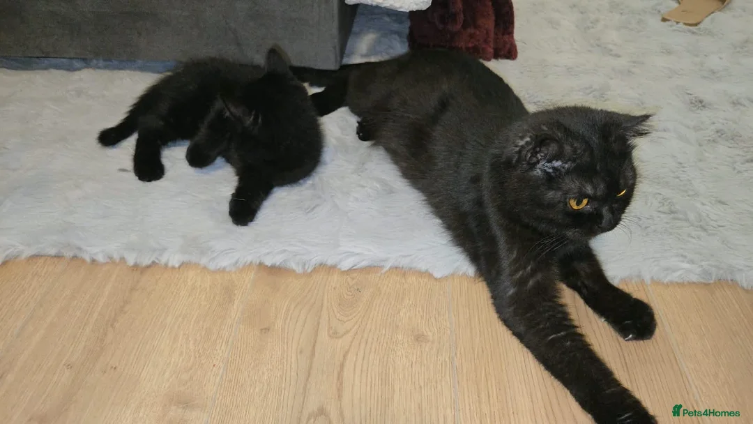 Scottish Fold cats for sale: Scottish straight - Advert 1