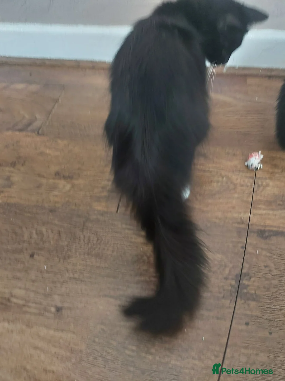 Mixed Breed cats for sale: Female kitten  - Advert 2