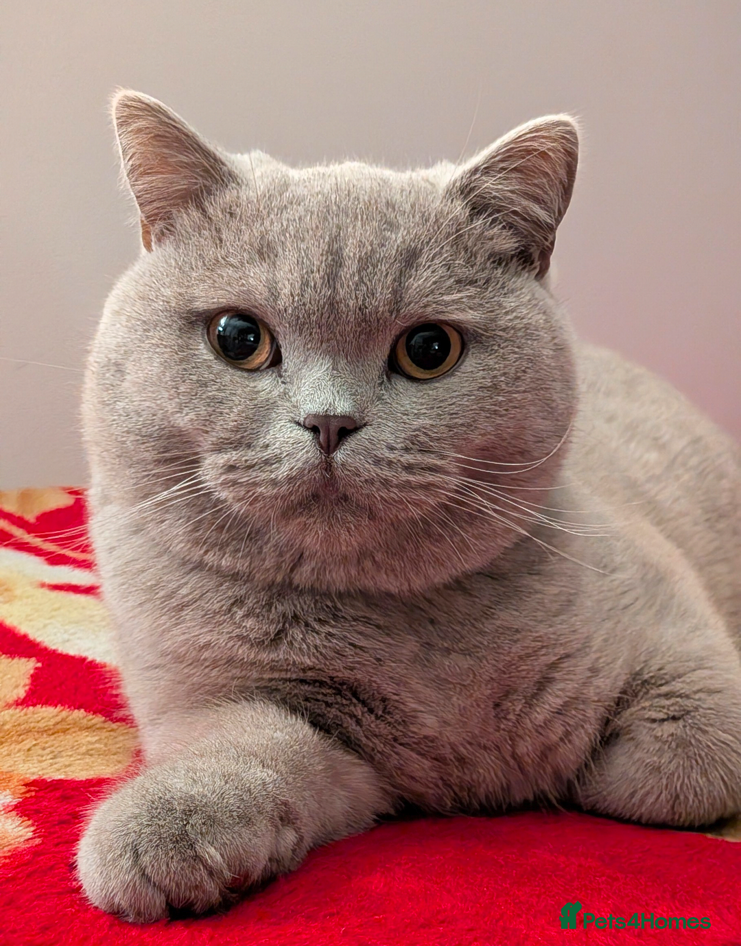 British Shorthair cats Pure Lilac Male British shorthair - Advert 4