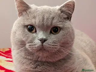 British Shorthair cats Pure Lilac Male British shorthair - Advert 2