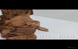 Gecko reptiles for sale: Beautiful baby crested geckos! - Image 19