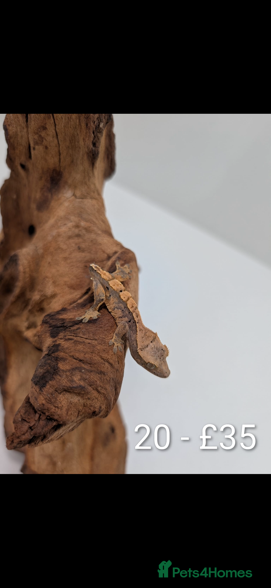Gecko reptiles for sale: Beautiful baby crested geckos! - Image 19