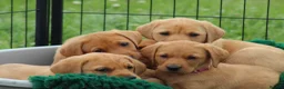 Labrador Retriever dogs for sale: *Ready Now* Labrador Puppies For Sale  - Advert 25