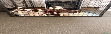 Sprocker Puppy 5