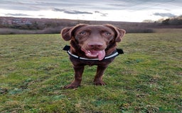 Labrador Retriever dogs for sale: Female labrador retriever - Image 2