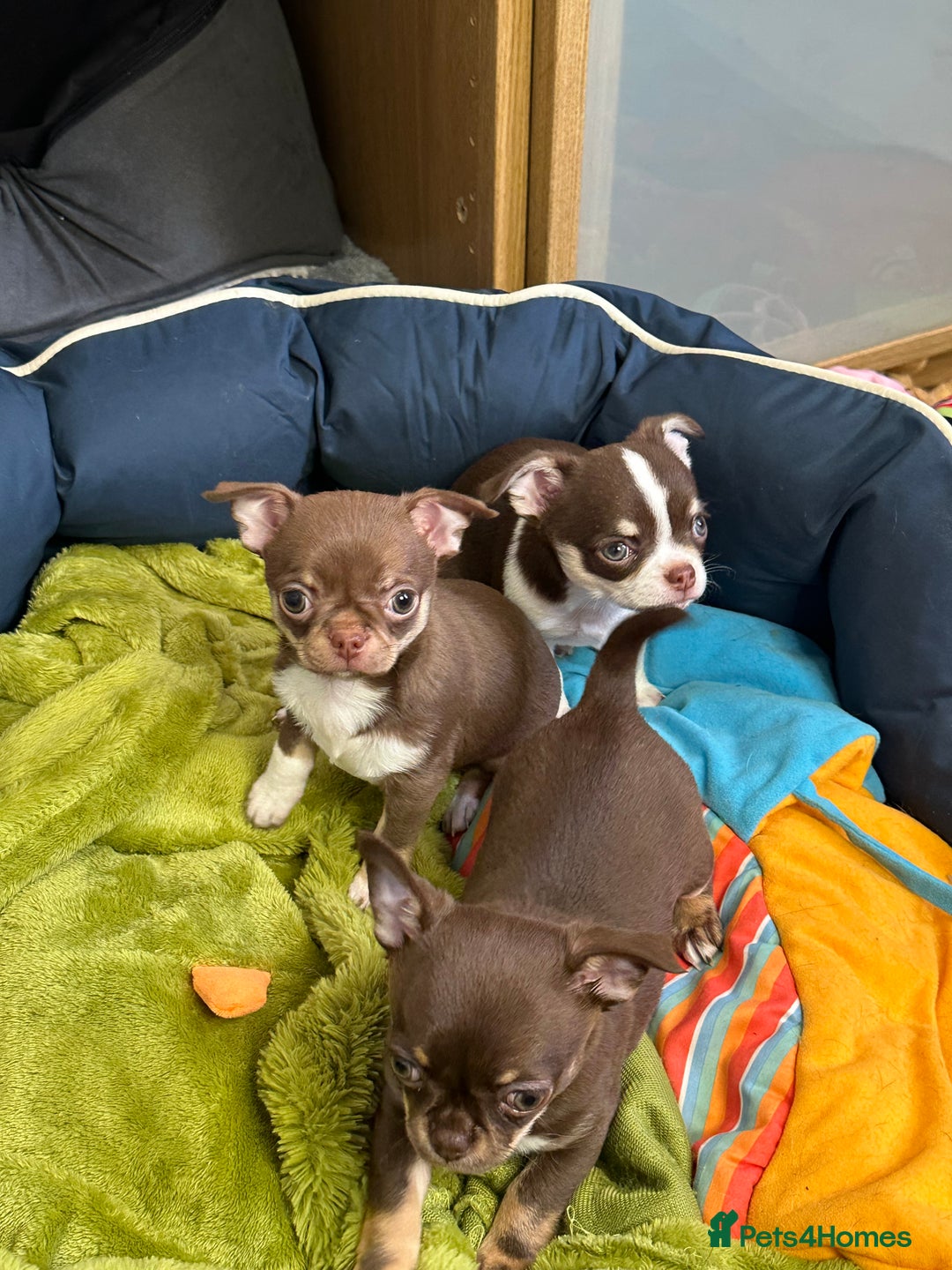 Chihuahua dogs for sale: Chihuahua puppies  - Advert 3