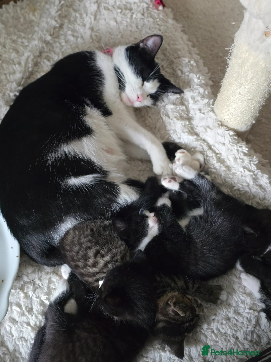 Mixed Breed cats for sale: 4 beautiful kittens READY NOW! - Advert 2