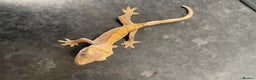 Gecko reptiles for sale: Crested Gecko babies available  - Advert 6