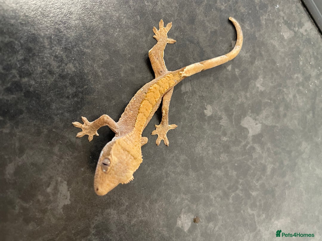 Gecko reptiles for sale: Crested Gecko babies available  - Advert 6