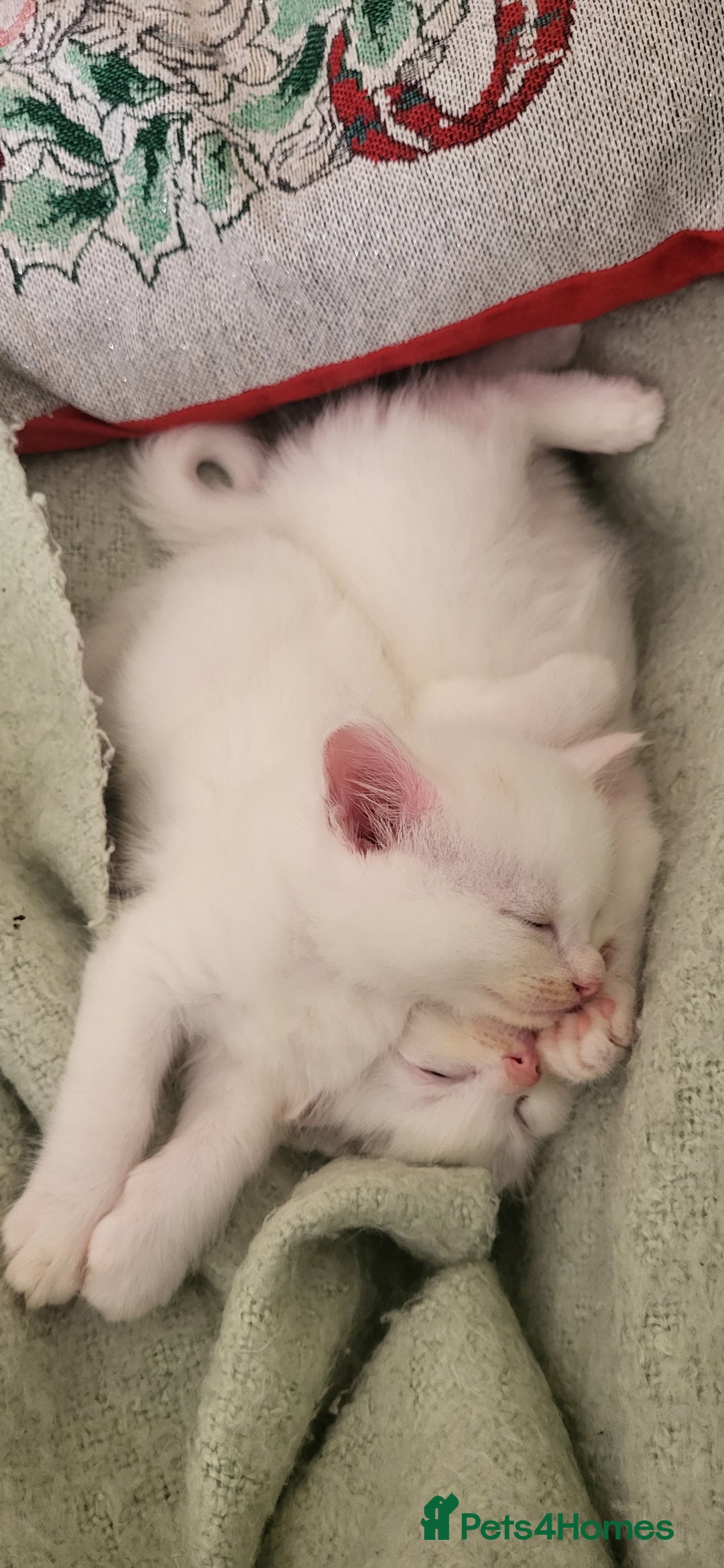 Norwegian Forest Cat cats for sale: Norwegian forest with Turkish Angora - Image 28