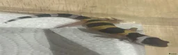 Leopard Gecko reptiles for sale: Leopard geckos for sale    - Advert 2
