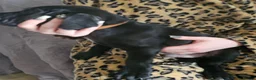 Mixed Breed dogs for sale: Bullmastiff cross puppies - Advert 8