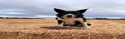 Border Collie dogs for stud: ISDS Collie stud  - Advert 3