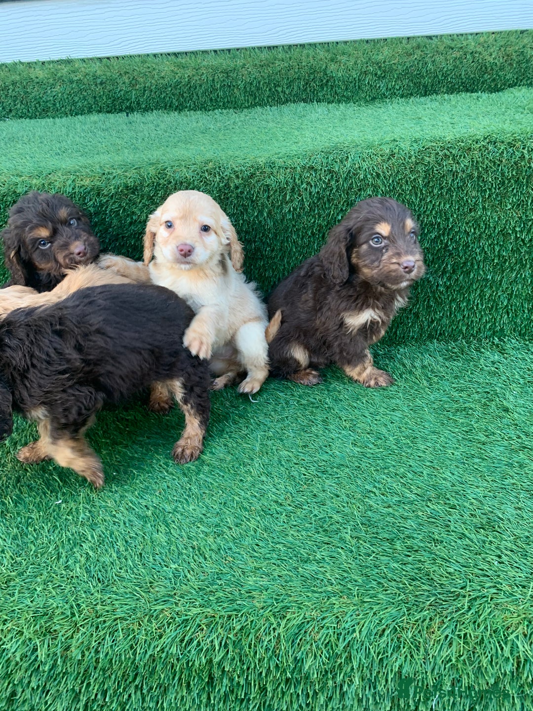 Cockapoo dogs for sale: Cockerpoo puppies  - Advert 8