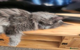 Maine Coon cats for sale: Blue Smoke Maincoon  - Image 3