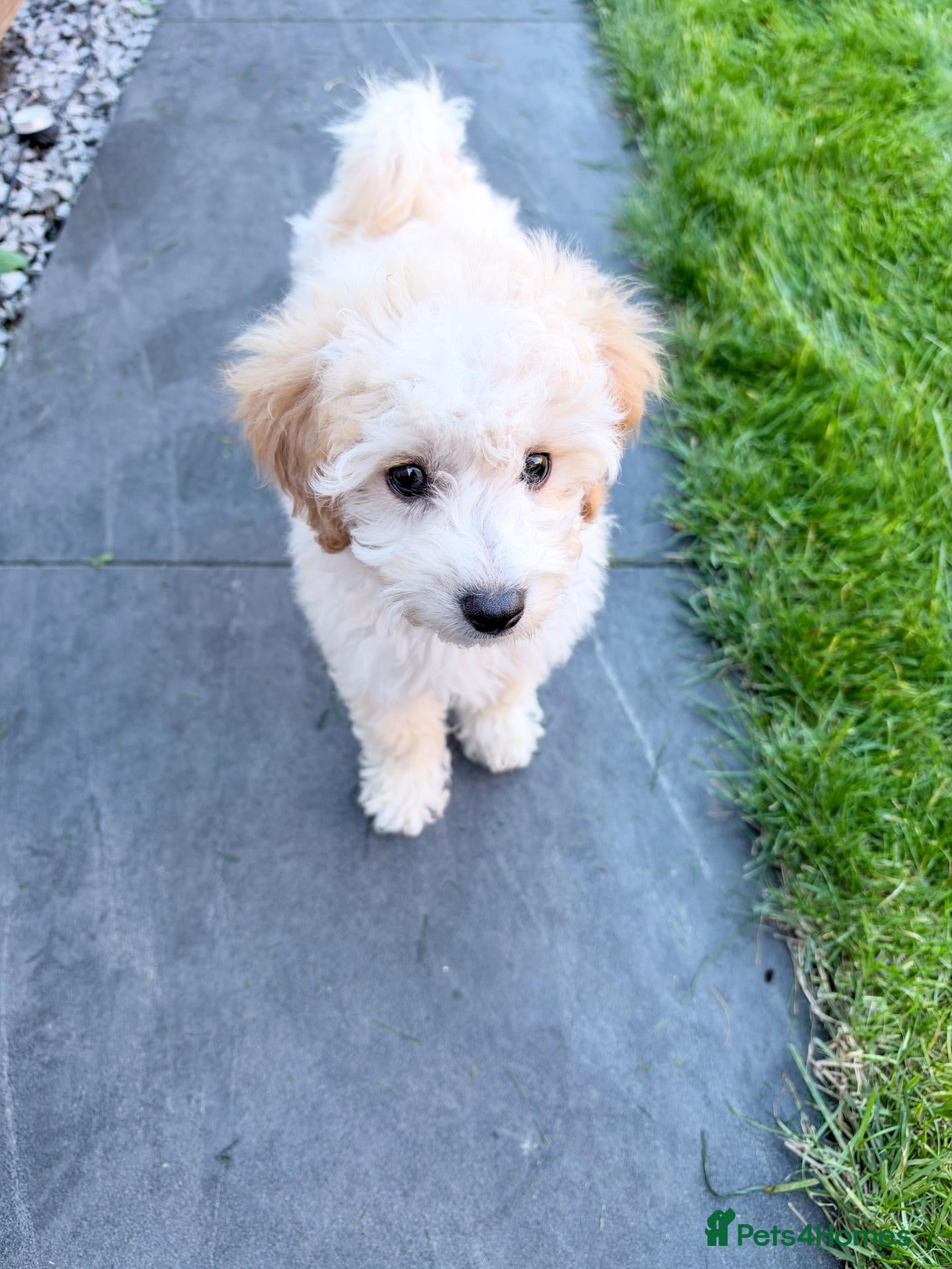 Cavapoo dogs Cavapoo Puppy for Rehoming - Advert 2