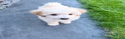 Cavapoo dogs for sale: Cavapoo Puppy for Rehoming - Advert 2