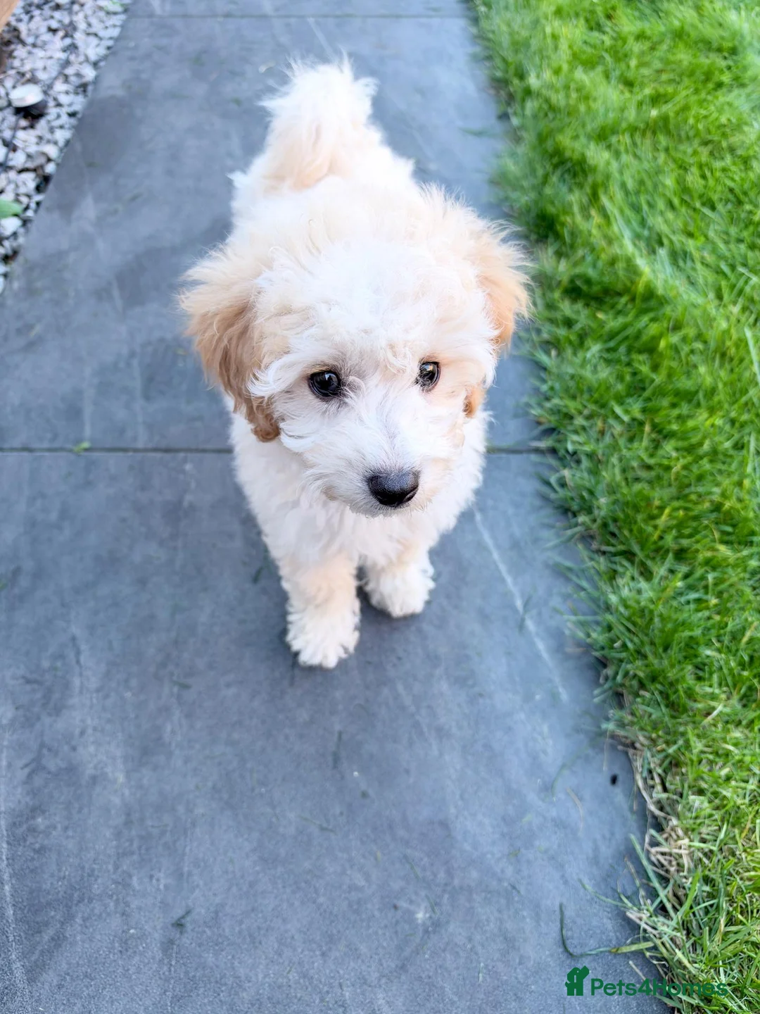 Cavapoo dogs for sale: Cavapoo Puppy for Rehoming - Advert 2