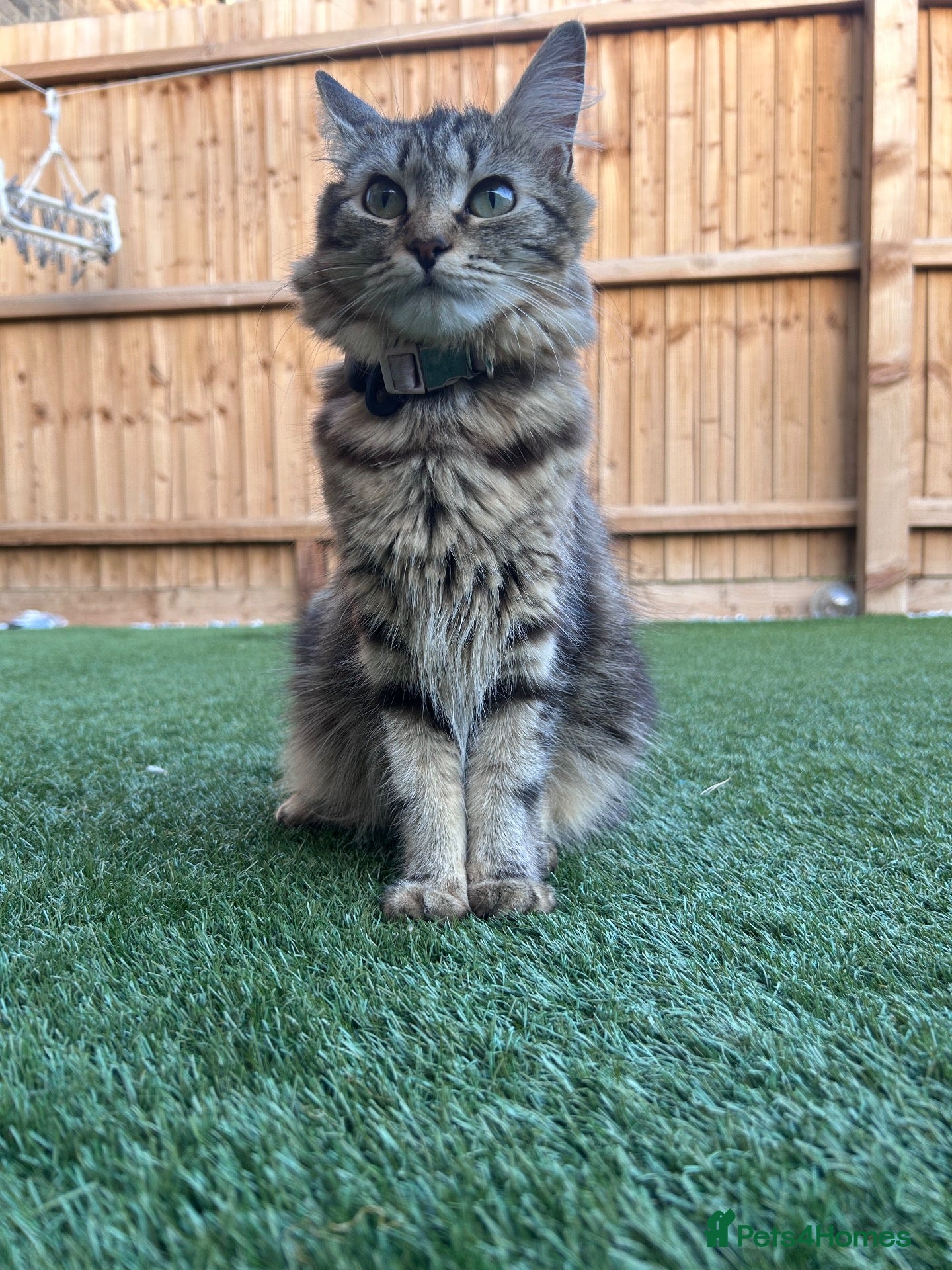 Mixed Breed cats Mixed breed kittens (Tabby) - Advert 2