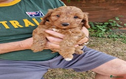 Cockapoo dogs for sale: 1 BOY LEFT! cockapoo F1b, PRA tested - Image 25