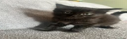 Mixed Breed cats for sale: Beautiful litter of Black fluffy kittens  in Wincanton - Advert 5