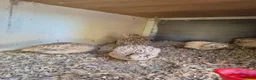 Quail poultry for sale: POL Italian Quail - Advert 4