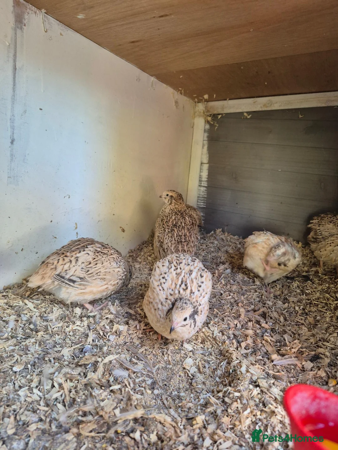 Quail poultry for sale: POL Italian Quail - Advert 4
