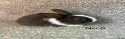 Mixed Breed rabbits for sale: 🐇2 left🐇Bunnies for sale all available - Advert 2
