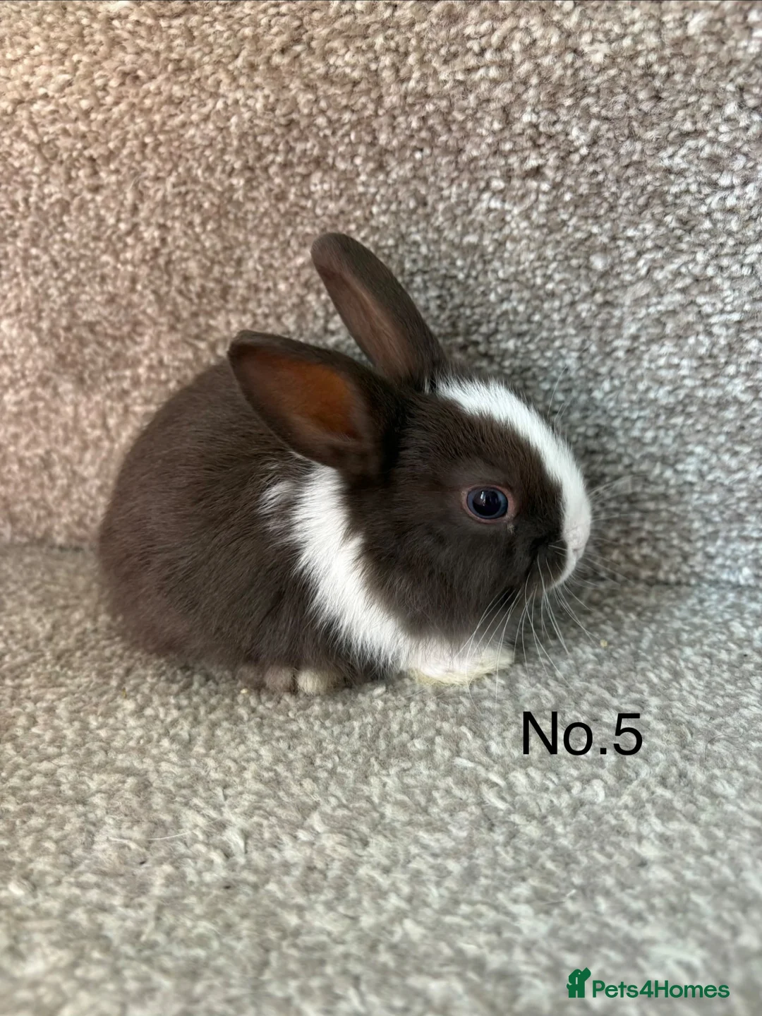 Mixed Breed rabbits for sale: 🐇2 left🐇Bunnies for sale all available - Advert 2