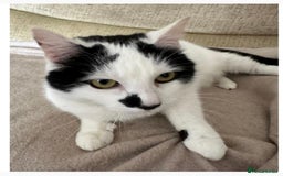 Domestic Shorthair cats for sale: Shy Lexi looking for a new home  - Image 2
