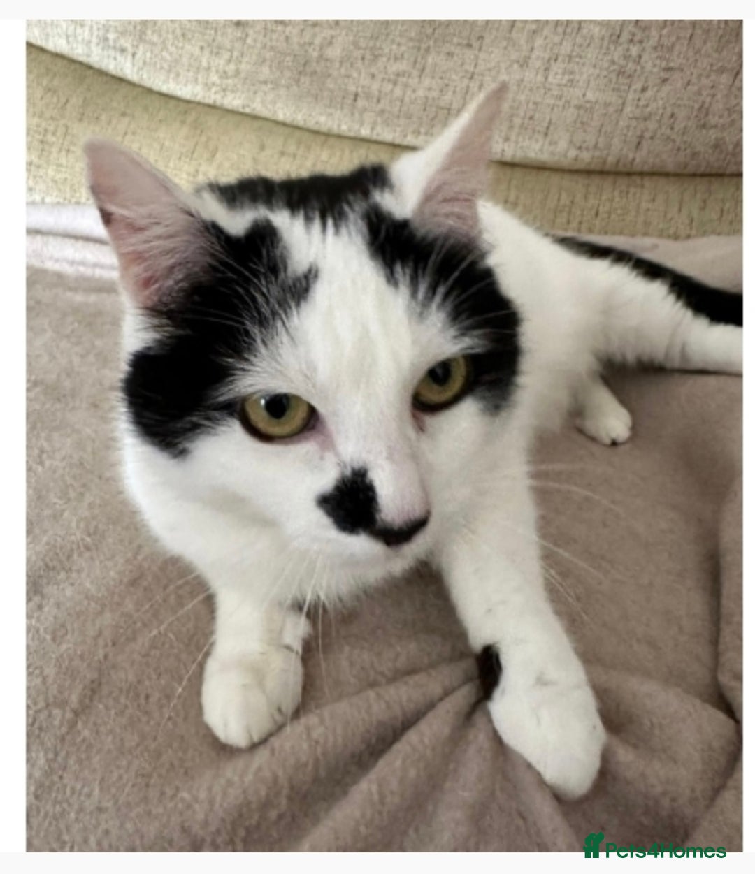 Domestic Shorthair cats for sale: Shy Lexi looking for a new home  - Image 2
