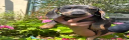 Miniature Dachshund dogs for sale: Stunning KC Miniature Dachshund Last 3 - Advert 20