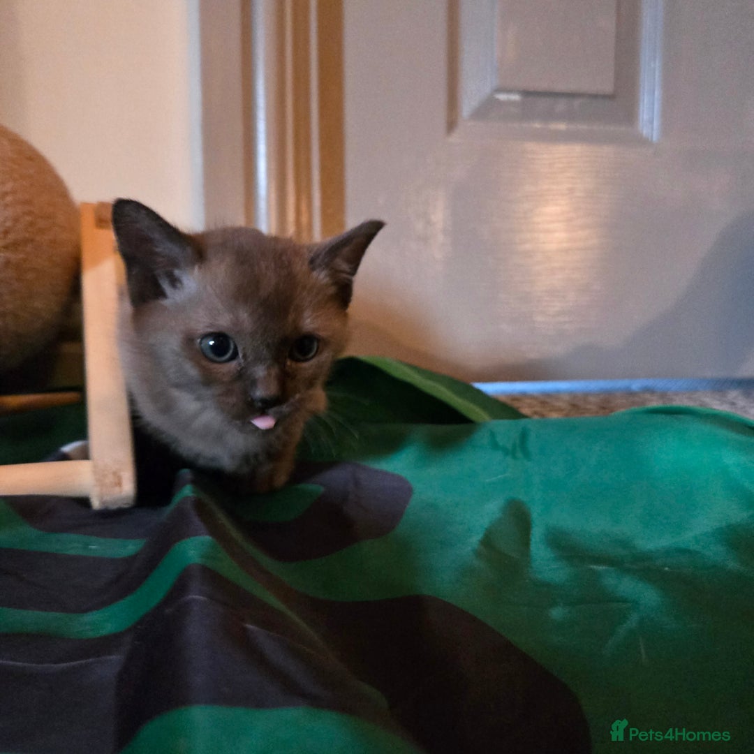 Burmese cats for sale: Pure pedigree, Registered Burmese,Vet checked 2x - Advert 8