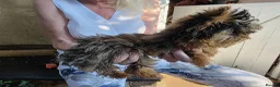 Yorkshire Terrier dogs for sale: One Fab Female Brewer Teacup Yorkie Ready Now! - Advert 3