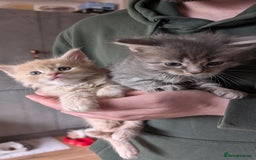 Maine Coon cats for sale: 5 Beautiful Maine Coon kittens available! 😻 - Image 23