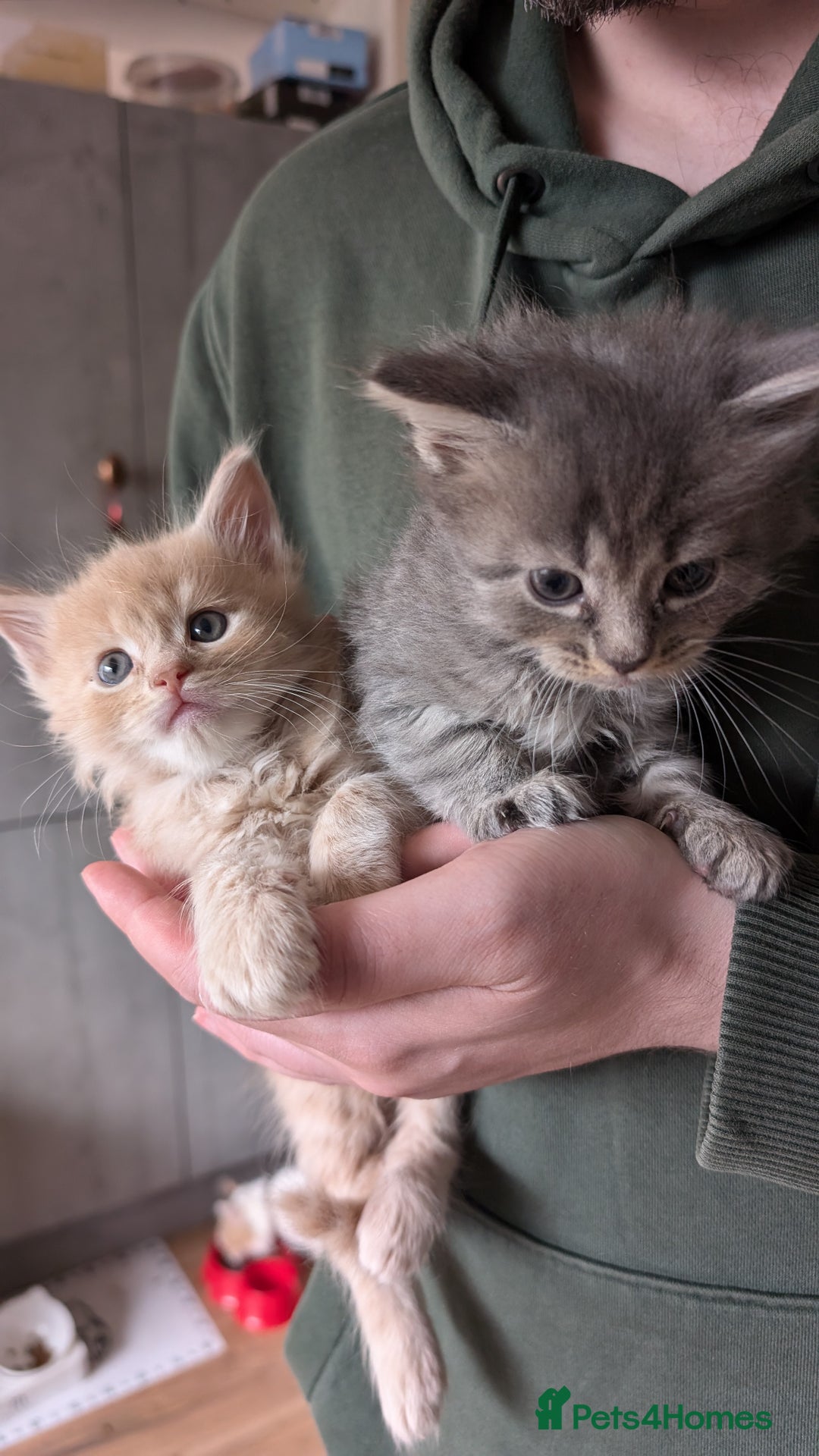 Maine Coon cats for sale: 5 Beautiful Maine Coon kittens available! 😻 - Image 23