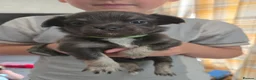 Chihuahua dogs for sale: Absolutely beautiful chihuahua puppies - Advert 6