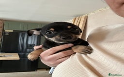 Chihuahua dogs for sale: 2 male puppies Ready to go  - Image 6