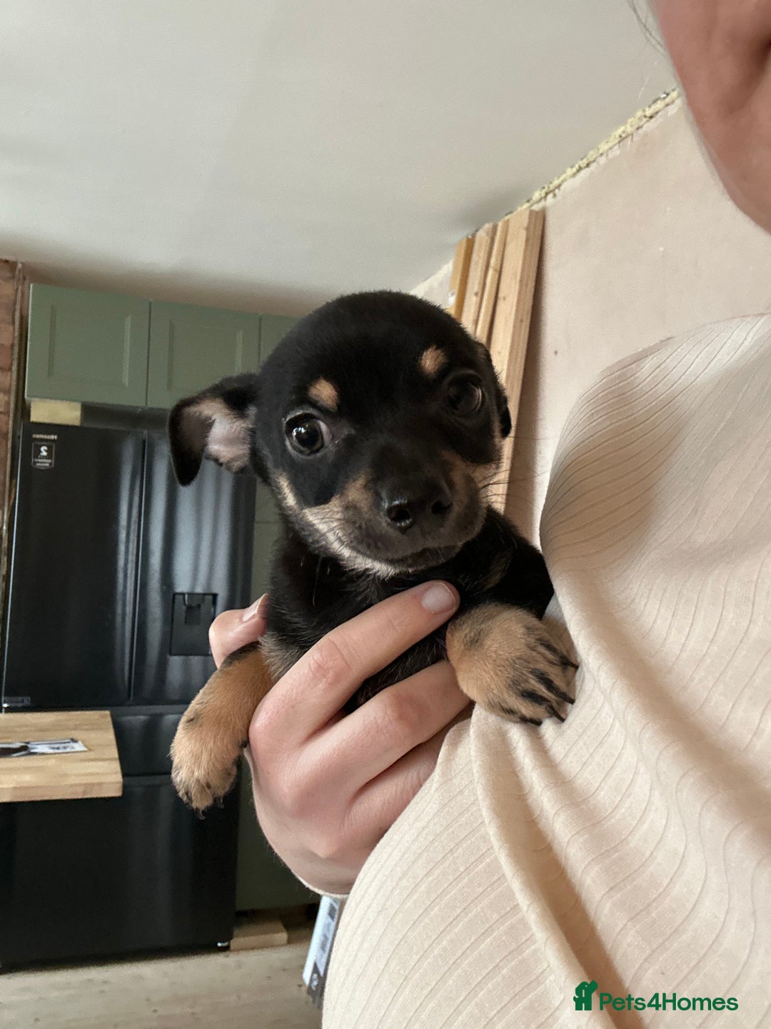 Chihuahua dogs for sale: 2 male puppies Ready to go  - Image 6