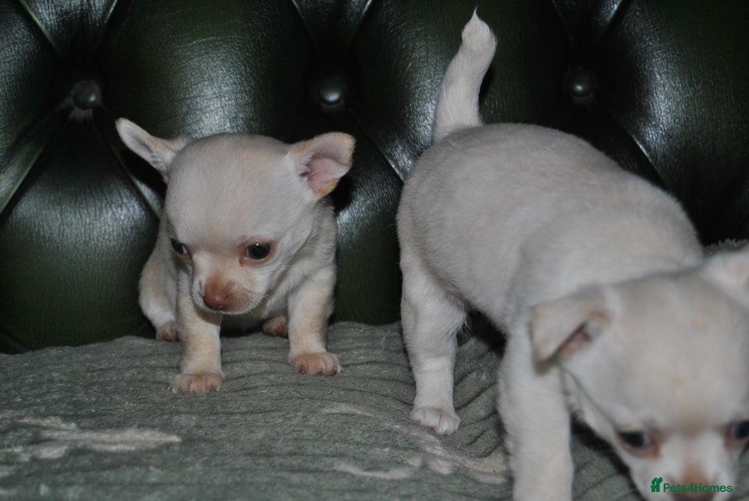 Chihuahua dogs for sale: Rare white  **  Chihuahua- girls  - Advert 7