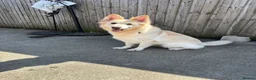 German Shepherd dogs for sale: White Apricot/Cream 3yrs old (2023). - Advert 36