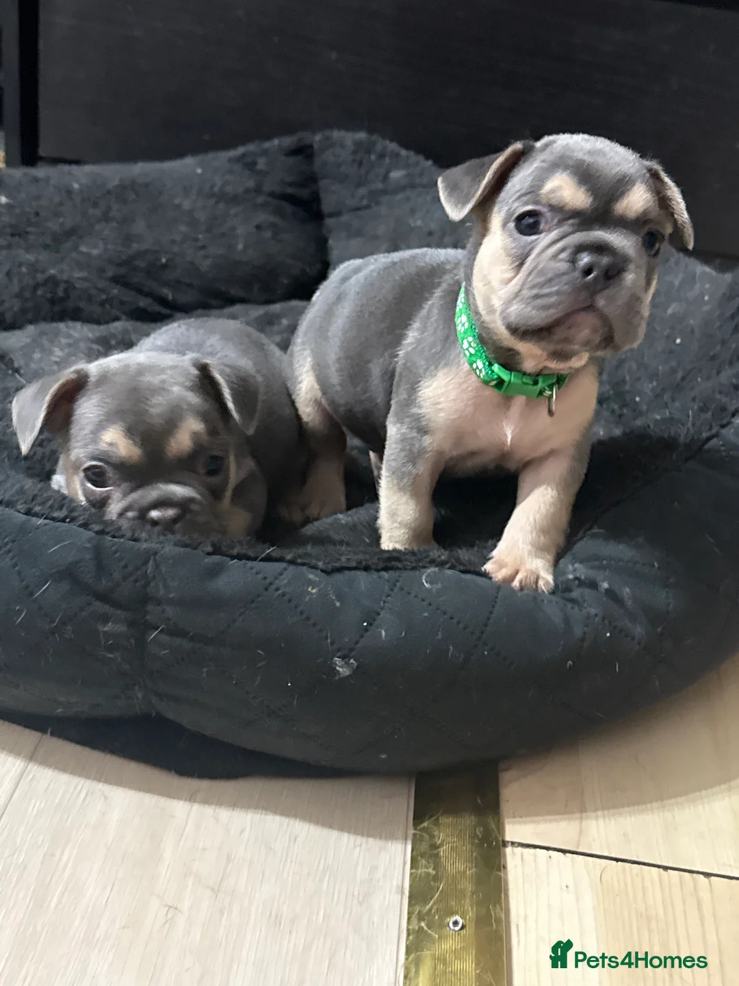 French Bulldog dogs for sale: KC reg French bulldogs Ready 7th August ❤️❤️❤️ - Advert 22