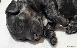 Cockapoo dogs for sale: 5 cockapoo puppys - Image 9