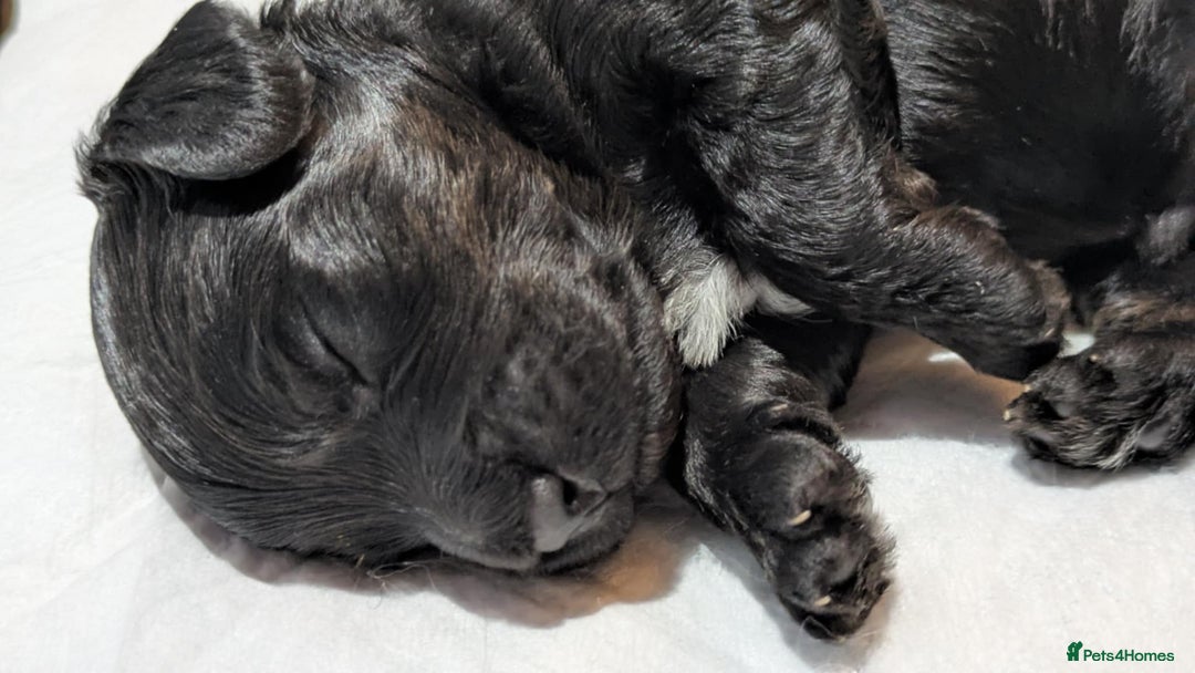 Cockapoo dogs for sale: 5 cockapoo puppys - Image 9