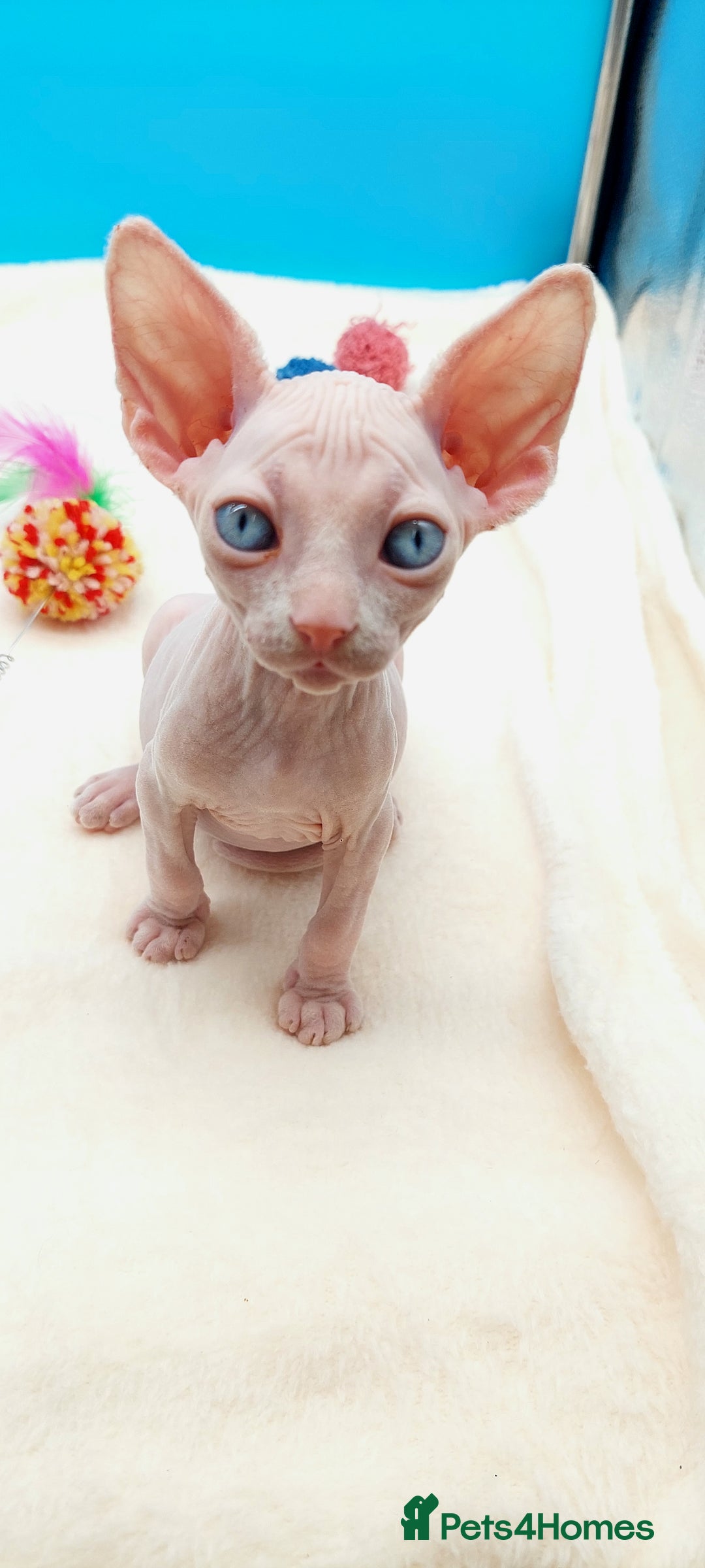 Sphynx cats for sale: Sphynx Kittens – Males & Female – International ✅ - Advert 15