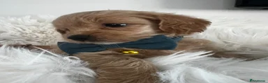 Maltipoo 4