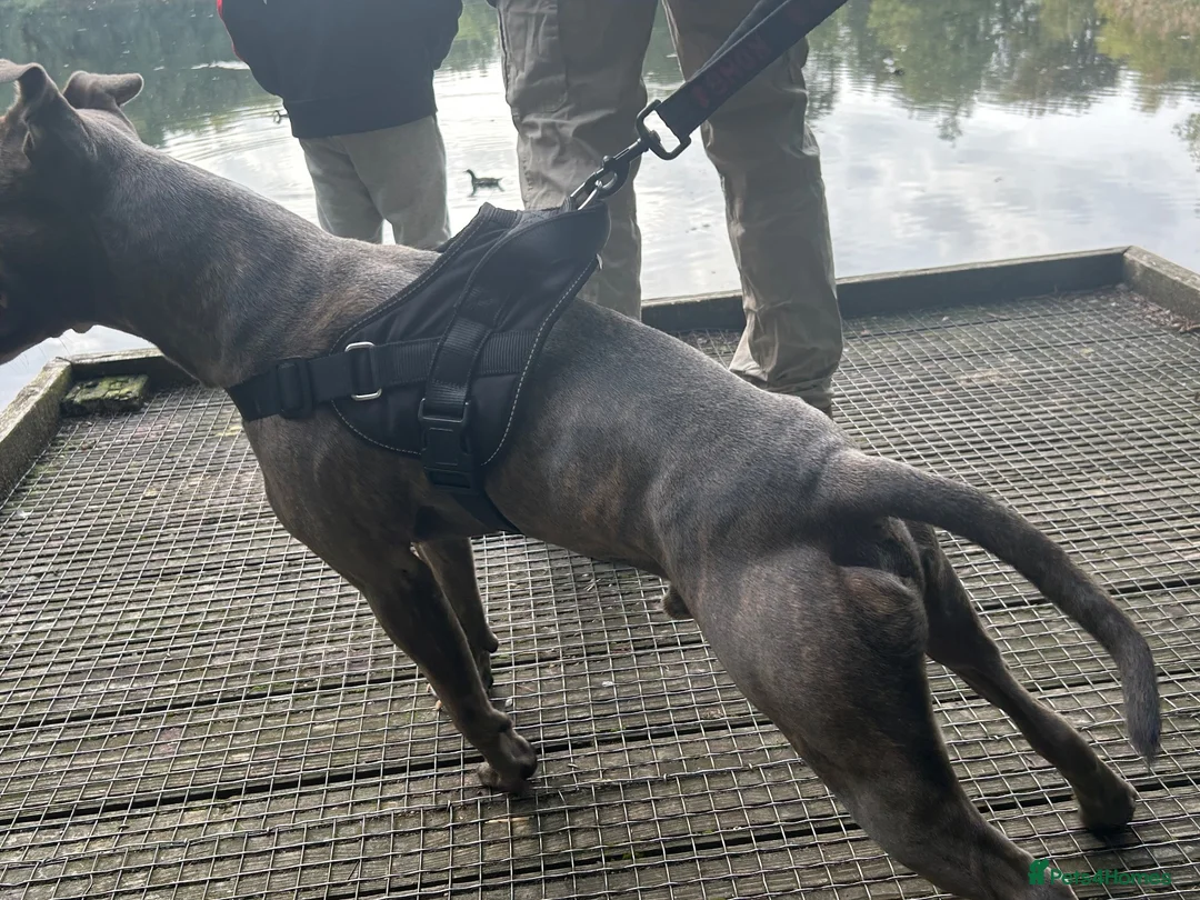 Staffordshire Bull Terrier dogs for stud: Vinny in Wrexham - Advert 2