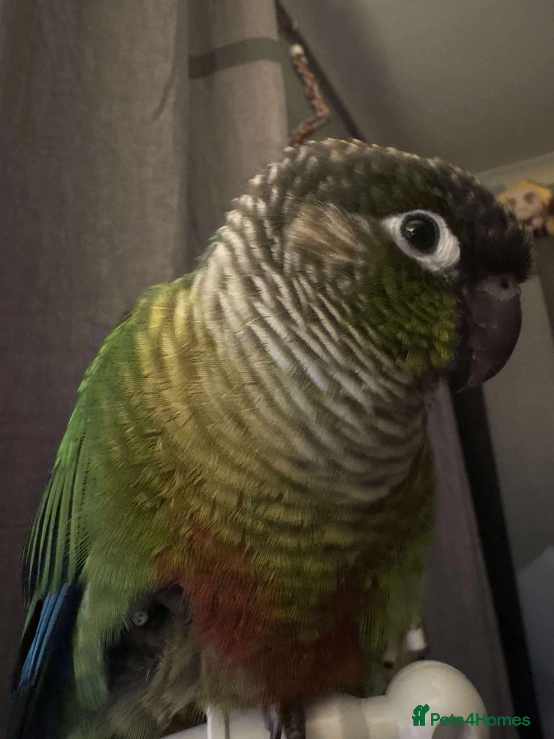 Conures birds for sale: Male conure almost a year old  in Neath - Advert 1