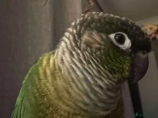 Conures birds Male conure almost a year old in Neath - Advert 1