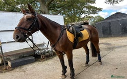 Appaloosa horses for sale: Albi  - Advert 5